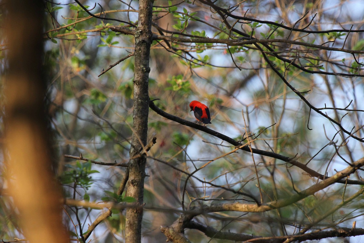Scarlet Tanager - ML76617941