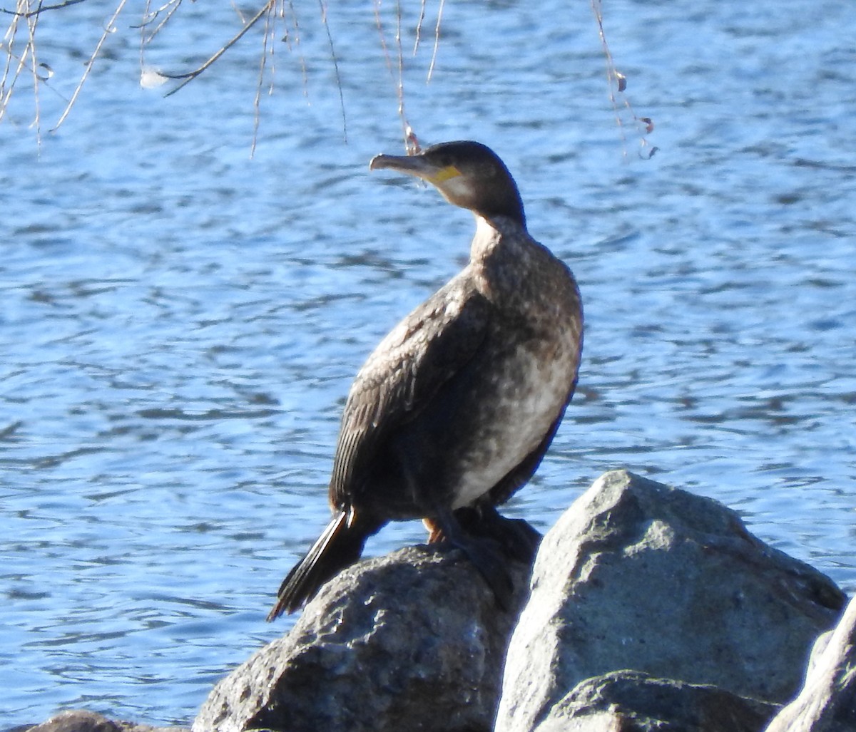 Great Cormorant - ML76619891