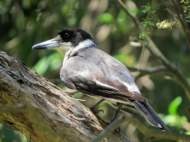 Gray Butcherbird