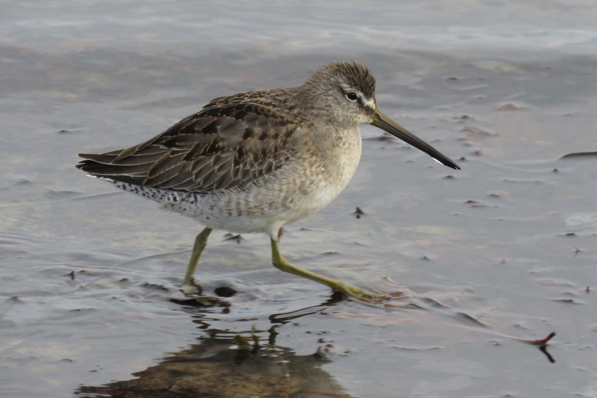 Long-billed Dowitcher - ML76621951