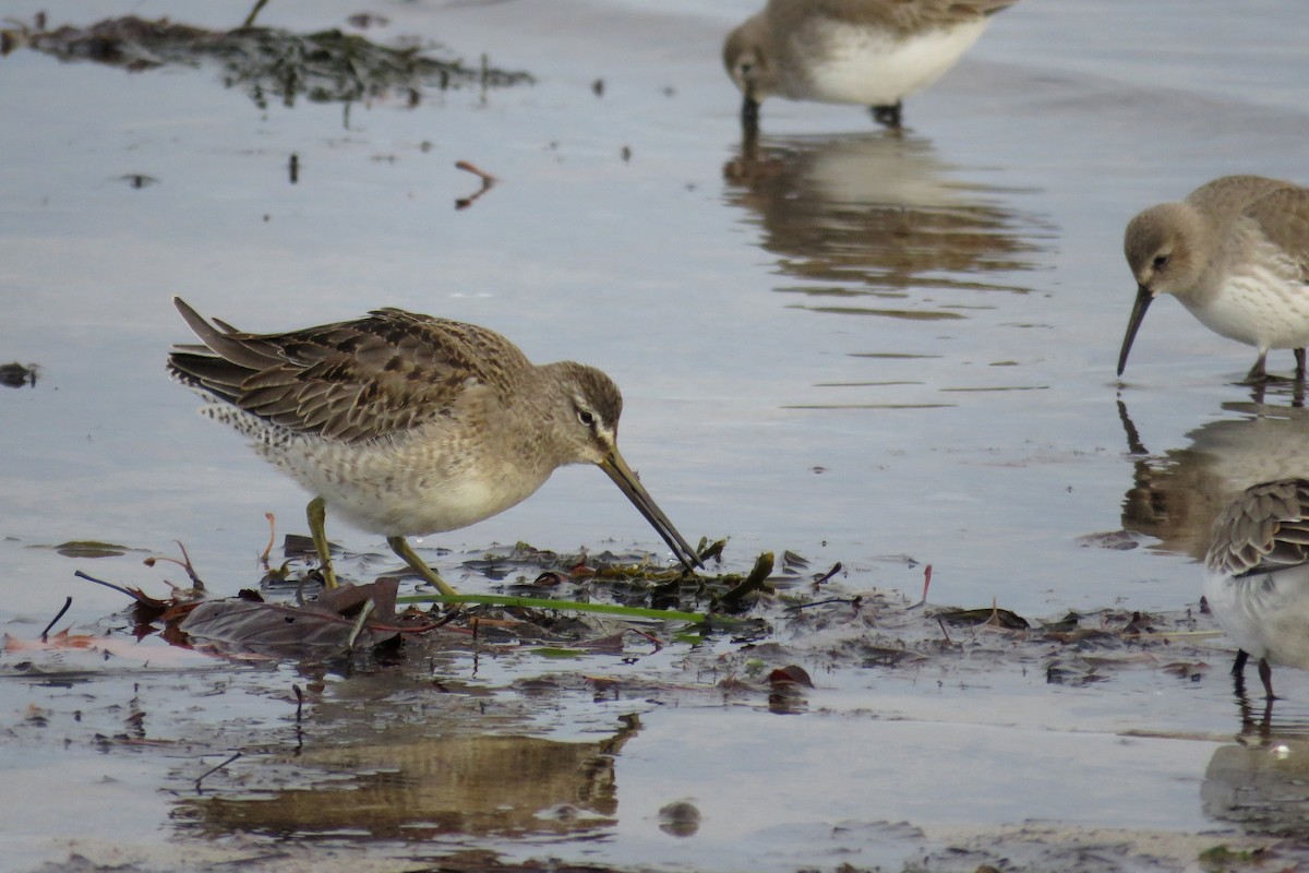 Long-billed Dowitcher - ML76621961