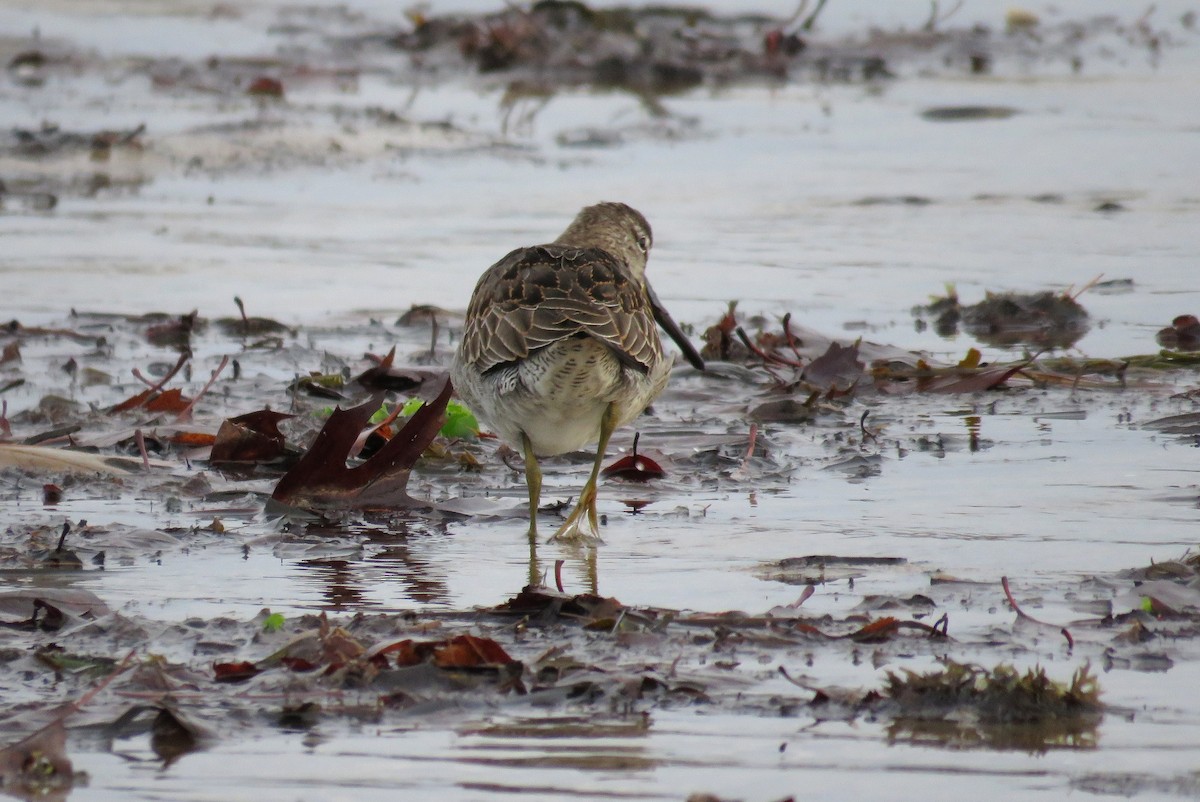 Long-billed Dowitcher - ML76622271