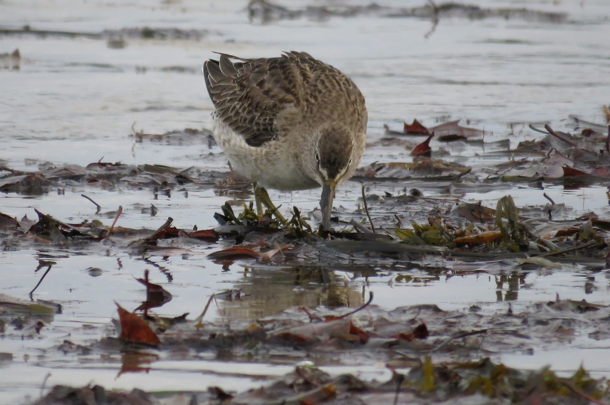 Long-billed Dowitcher - ML76622341