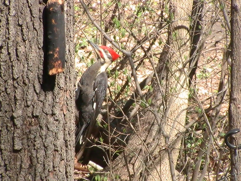 Pileated Woodpecker - Bernard Morris