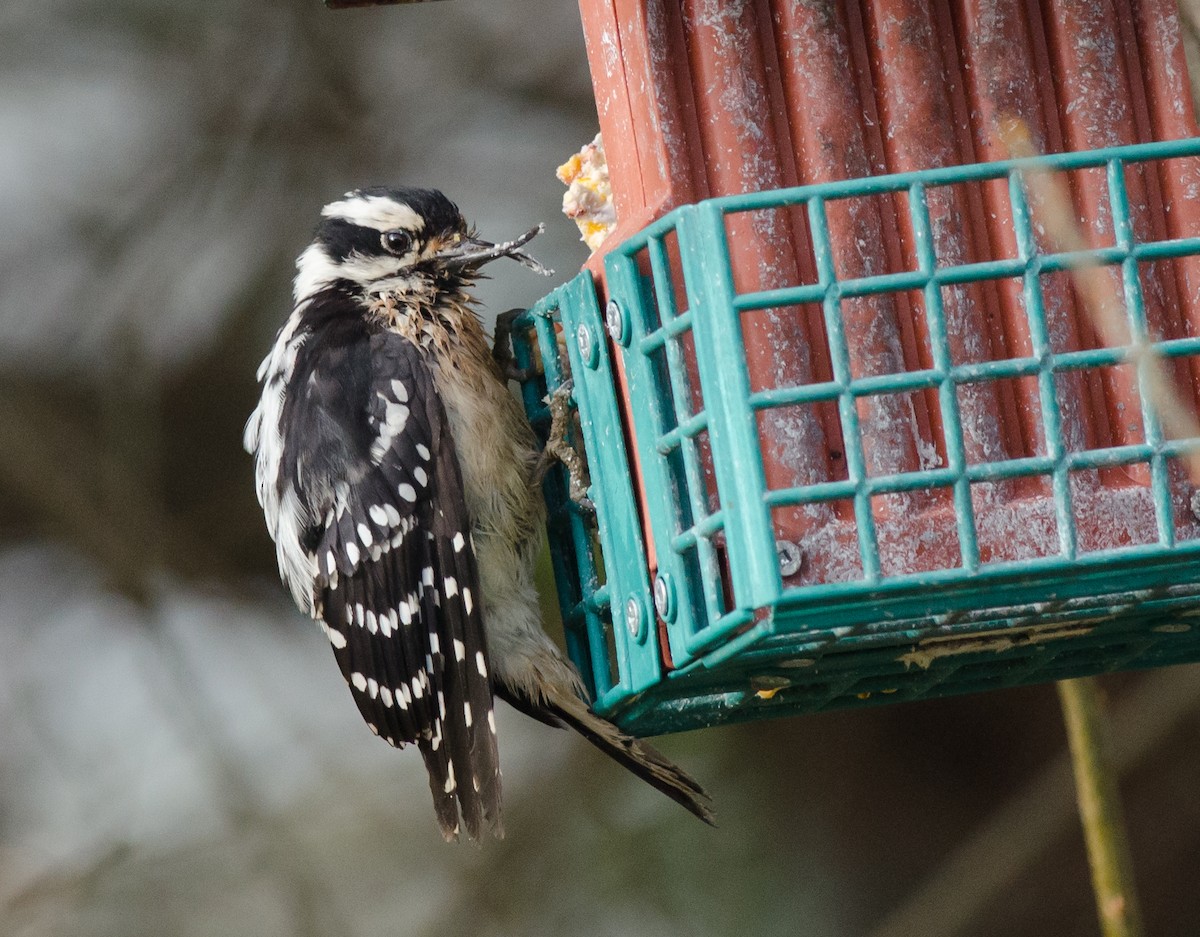 Downy Woodpecker - Alix d'Entremont
