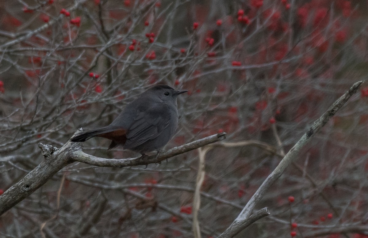 Gray Catbird - Kevin Couture