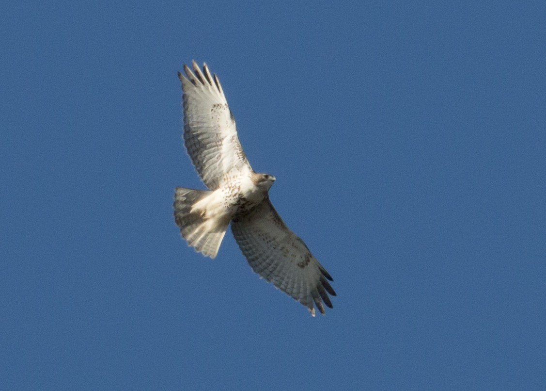 Red-tailed Hawk - R Miller