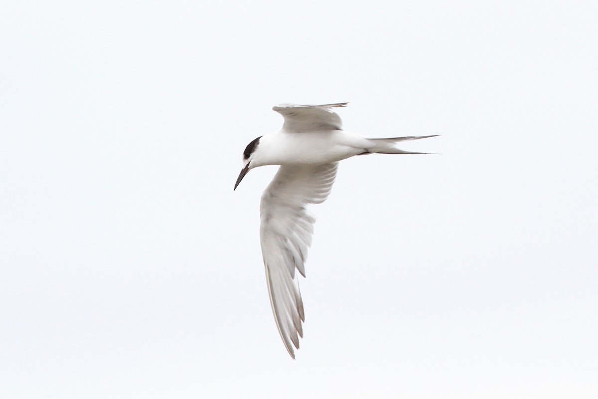 Common Tern (hirundo/tibetana) - ML76627701