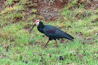  - Southern Bald Ibis