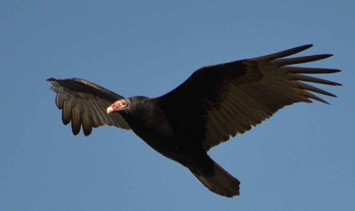 Turkey Vulture - Carol Berney