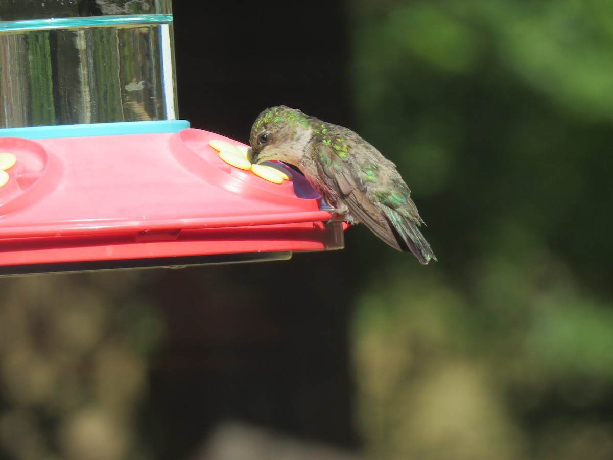 Ruby-throated Hummingbird - Judy and Don Self