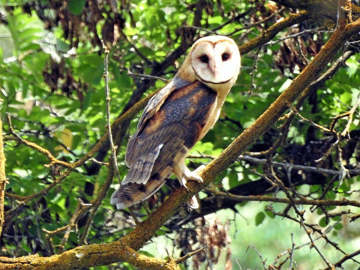 Barn Owl - Mary Rumple