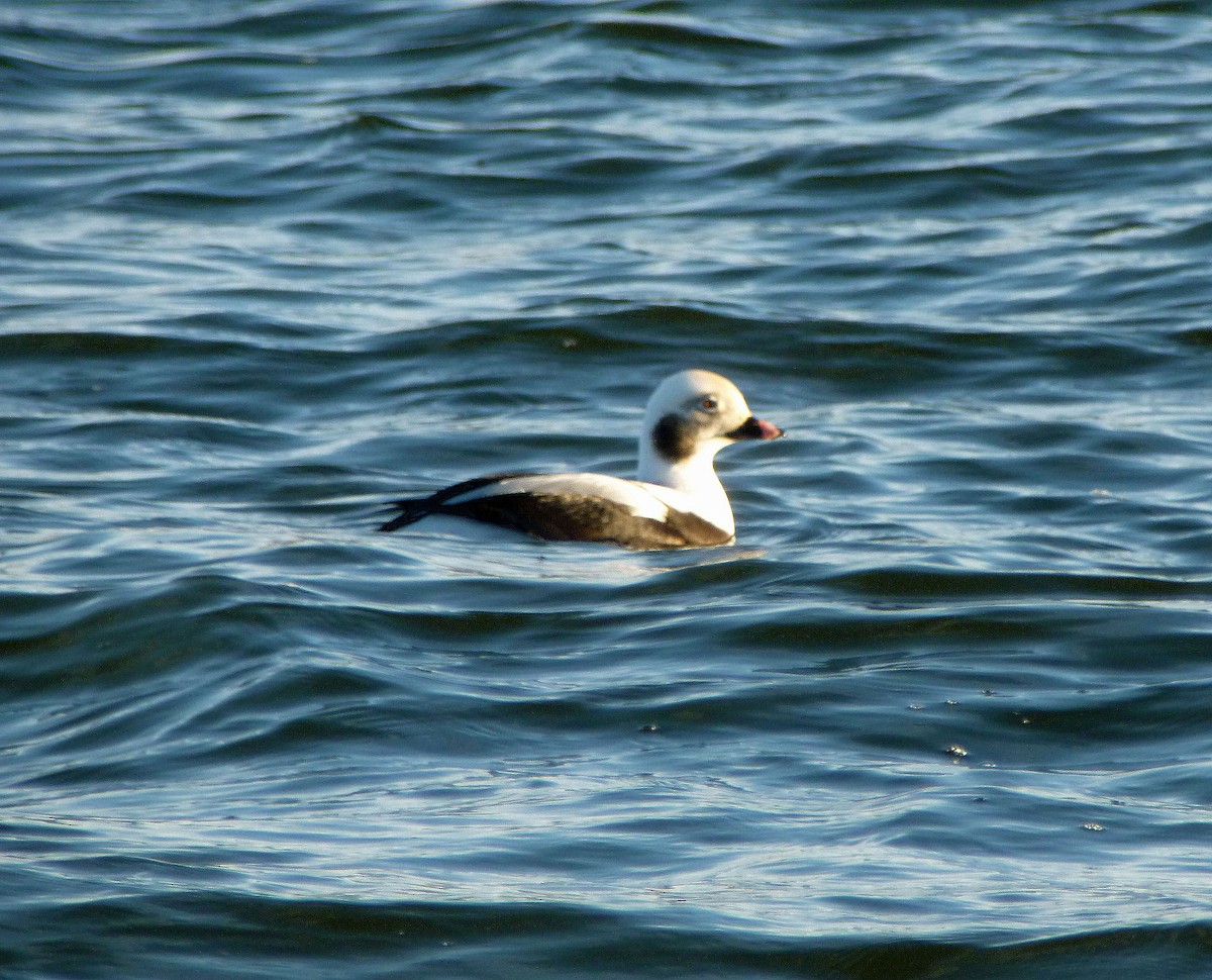 Long-tailed Duck - ML76636531