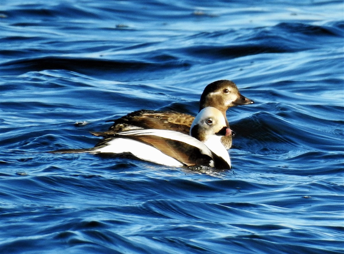 Long-tailed Duck - ML76636621