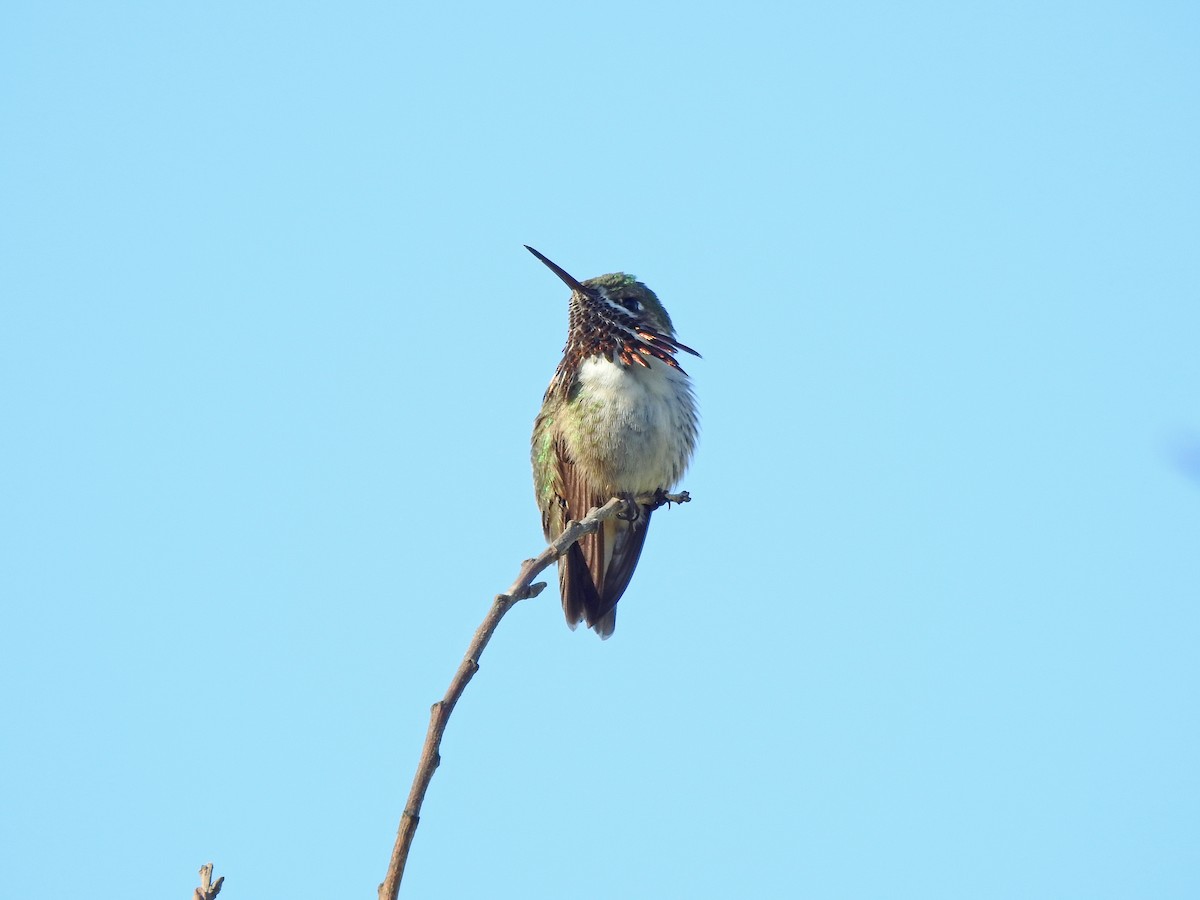 Calliope Hummingbird - Mary Rumple