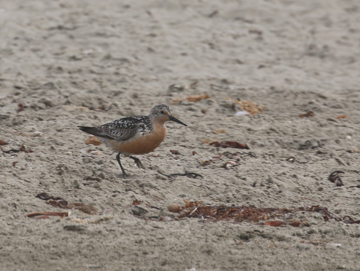 Red Knot - Pair of Wing-Nuts