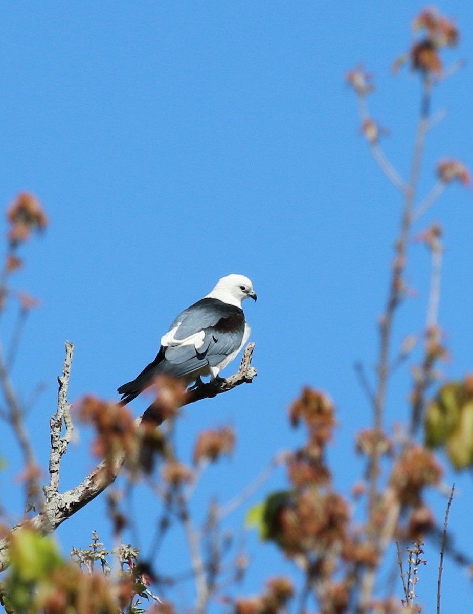 Swallow-tailed Kite - John & Ivy  Gibbons