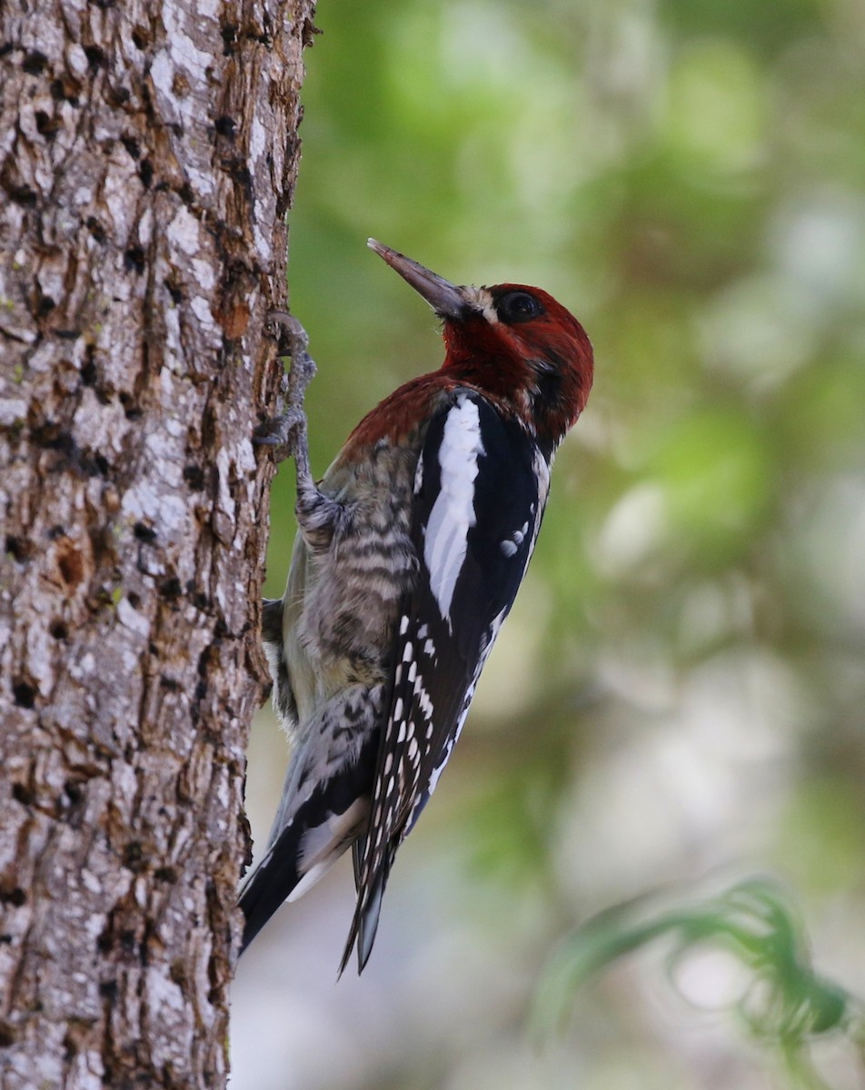 Red-breasted Sapsucker - ML76650741