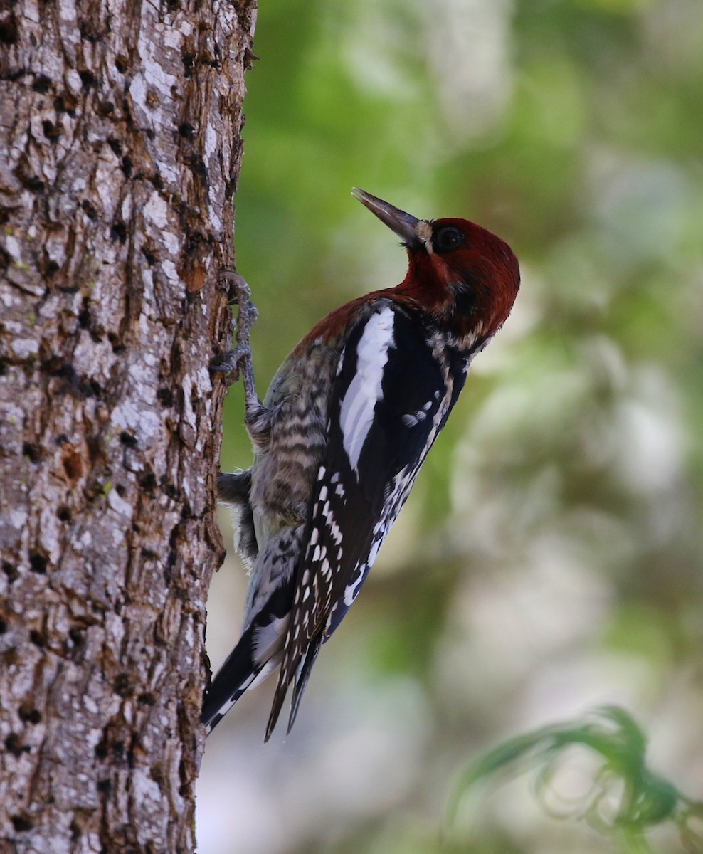 Red-breasted Sapsucker - ML76650761