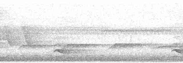 Мурашниця панамська (підвид intermedius) - ML76653