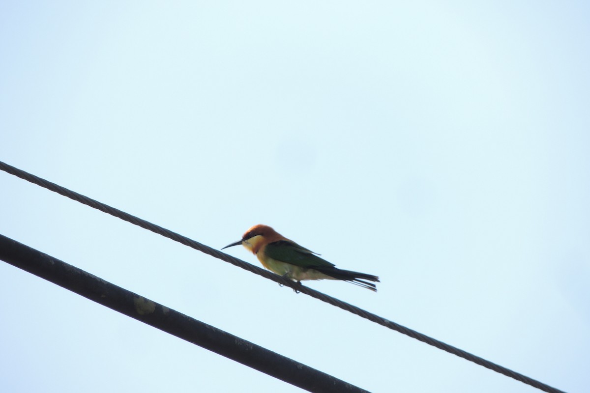 Chestnut-headed Bee-eater - ML76653391