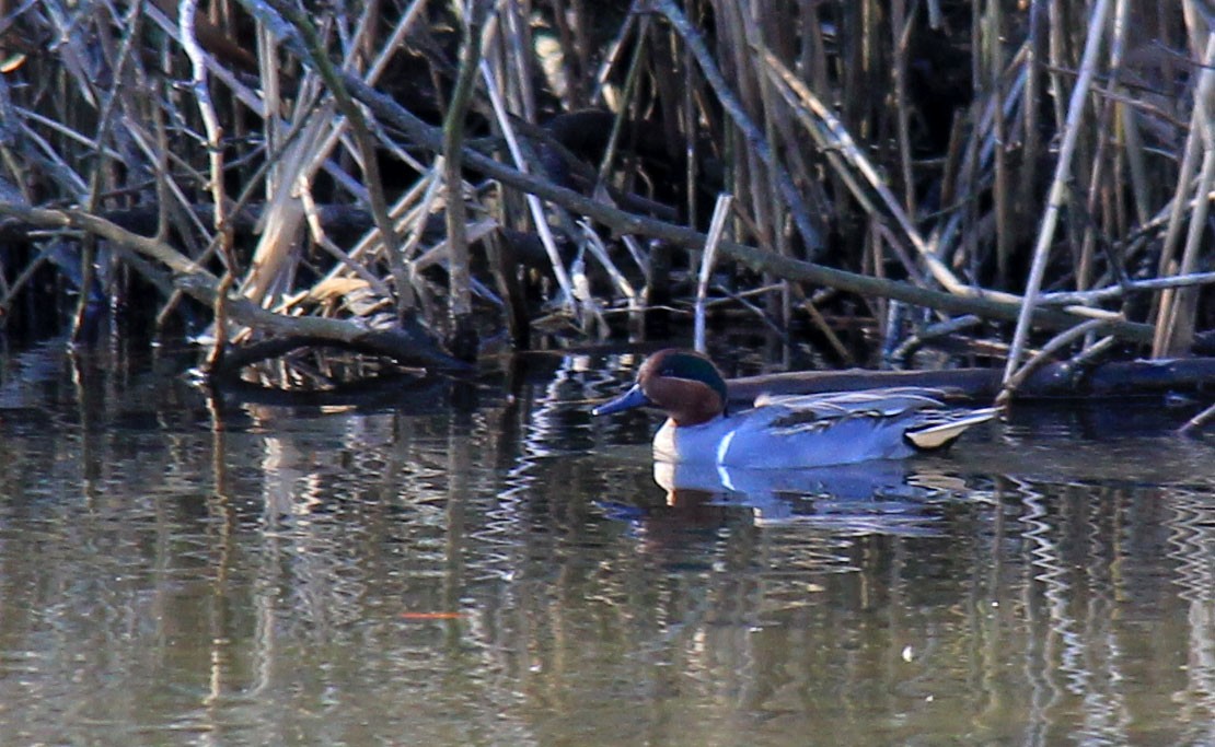 Green-winged Teal - ML76655861