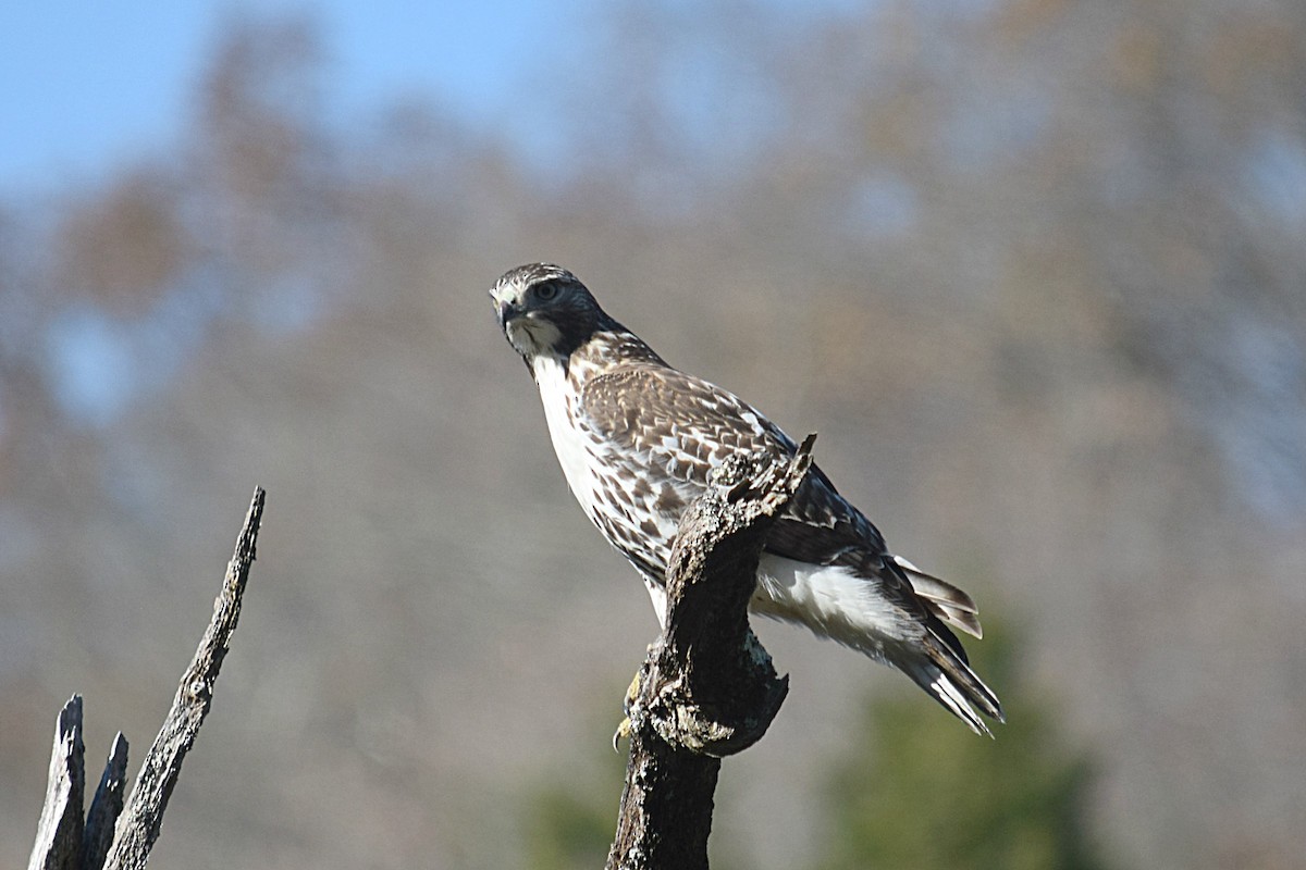 Red-tailed Hawk - Hugh Barger