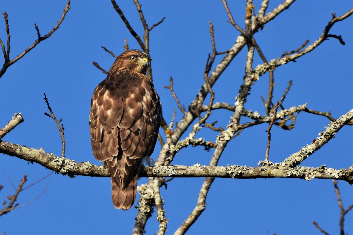 Red-tailed Hawk - ML76659011