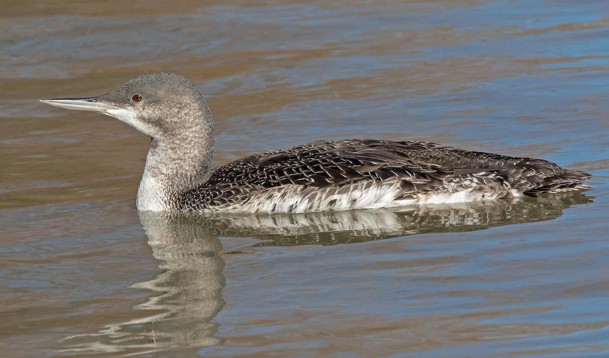 Red-throated Loon - ML76659021