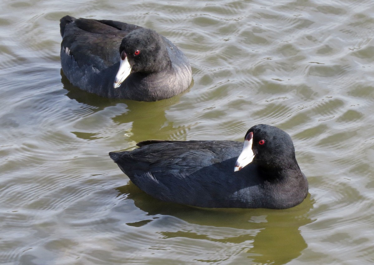 American Coot - Diane Etchison