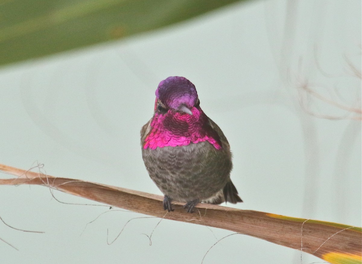 Anna's Hummingbird - ML76665601