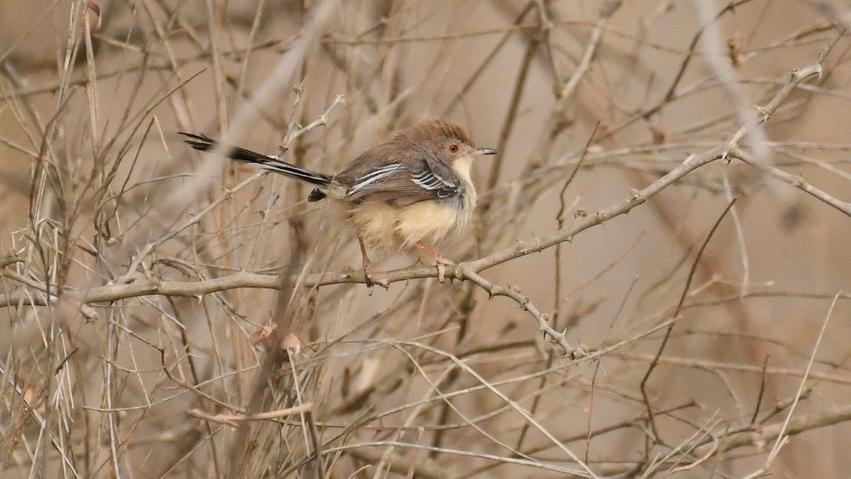 Red-fronted Prinia (Red-fronted) - ML76666901