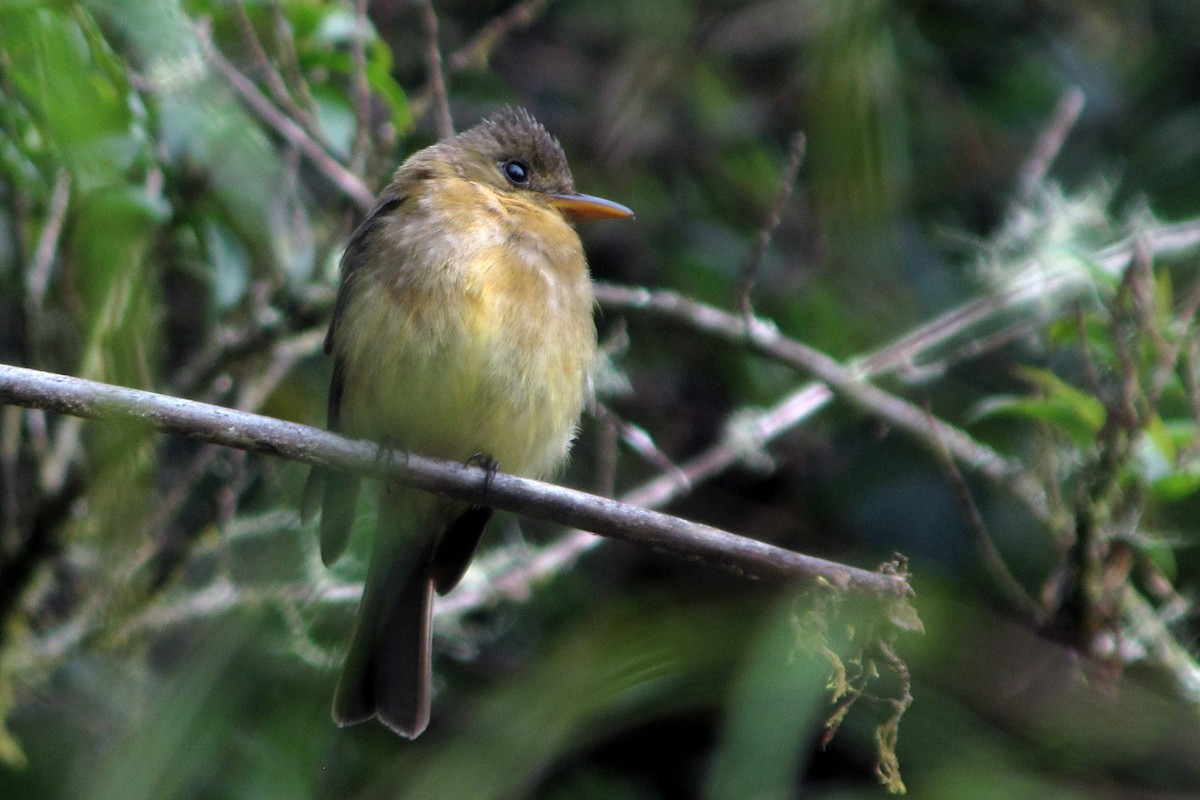 Ochraceous Pewee - ML76667041