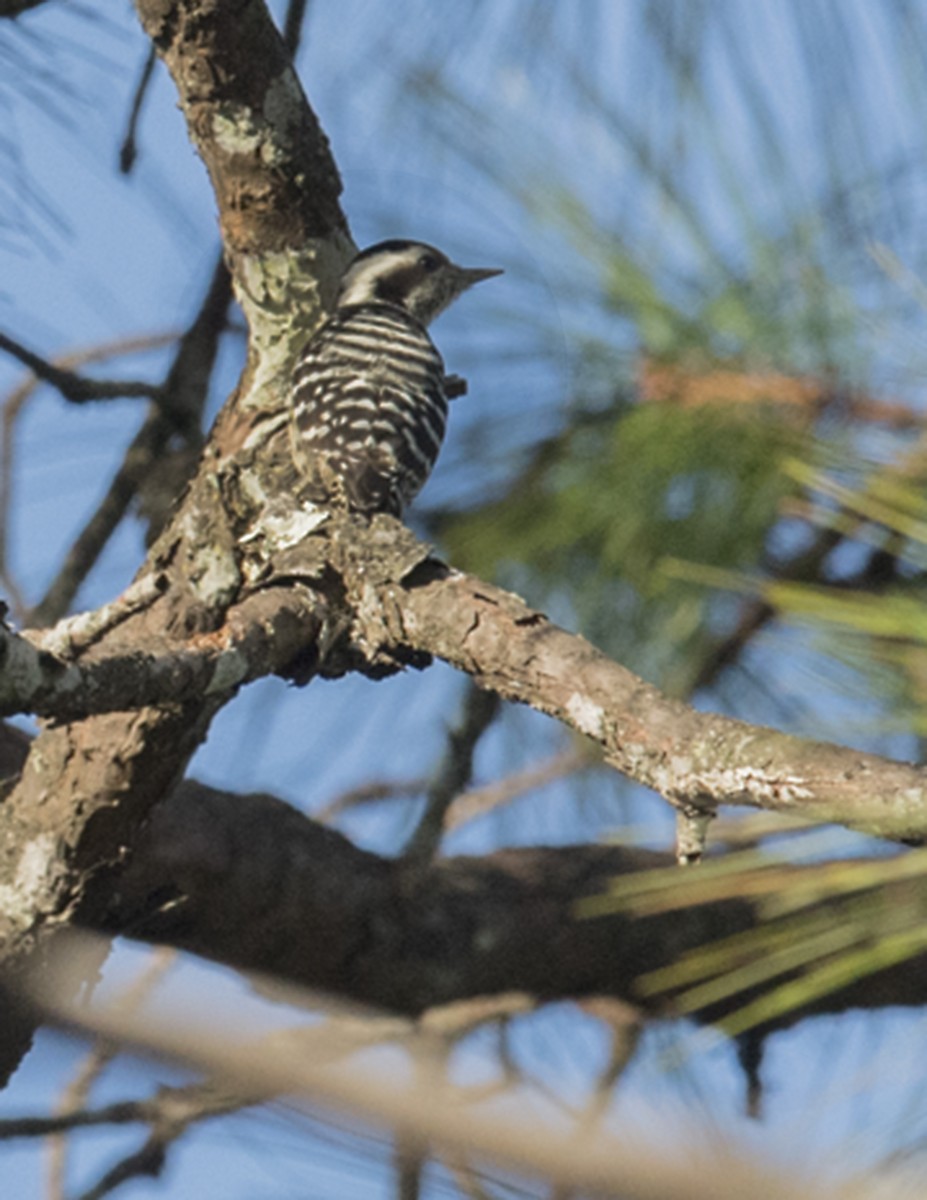 Gray-capped Pygmy Woodpecker - Ken Langelier