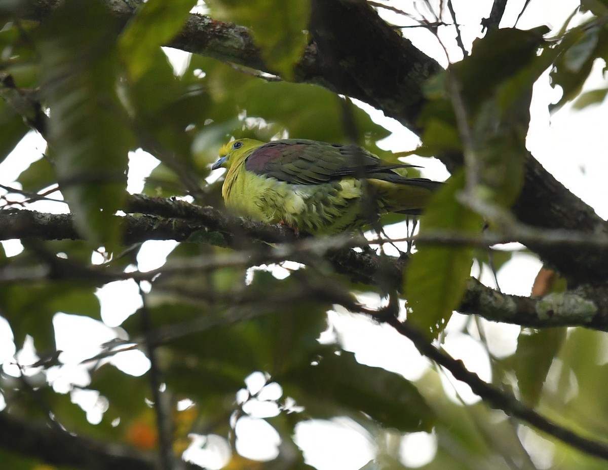 Wedge-tailed Green-Pigeon - ML76669471