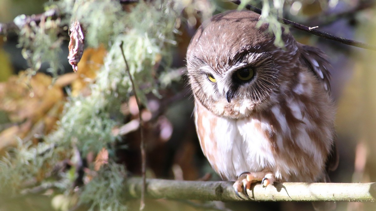 Northern Saw-whet Owl - Nisqually Birdwatch