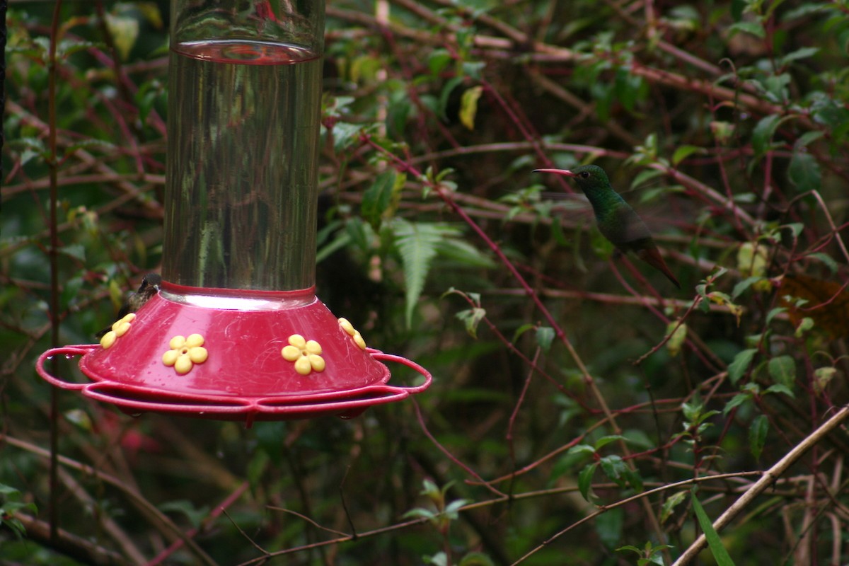 Rufous-tailed Hummingbird - Libby Megna