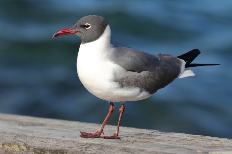 Laughing Gull - Keith & Lindsay Fisher