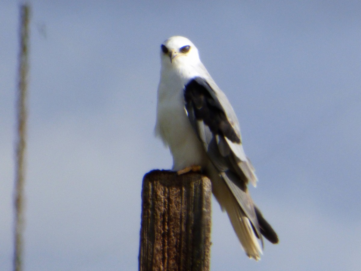White-tailed Kite - Garry Hayes