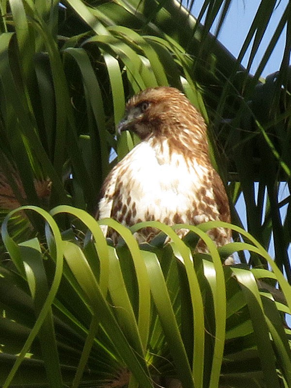 Red-tailed Hawk - Kat Avila