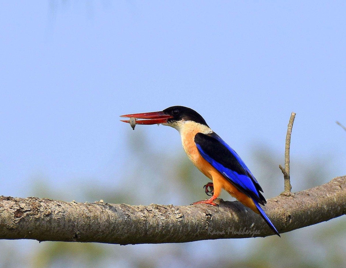 Black-capped Kingfisher - Biswanath Mondal