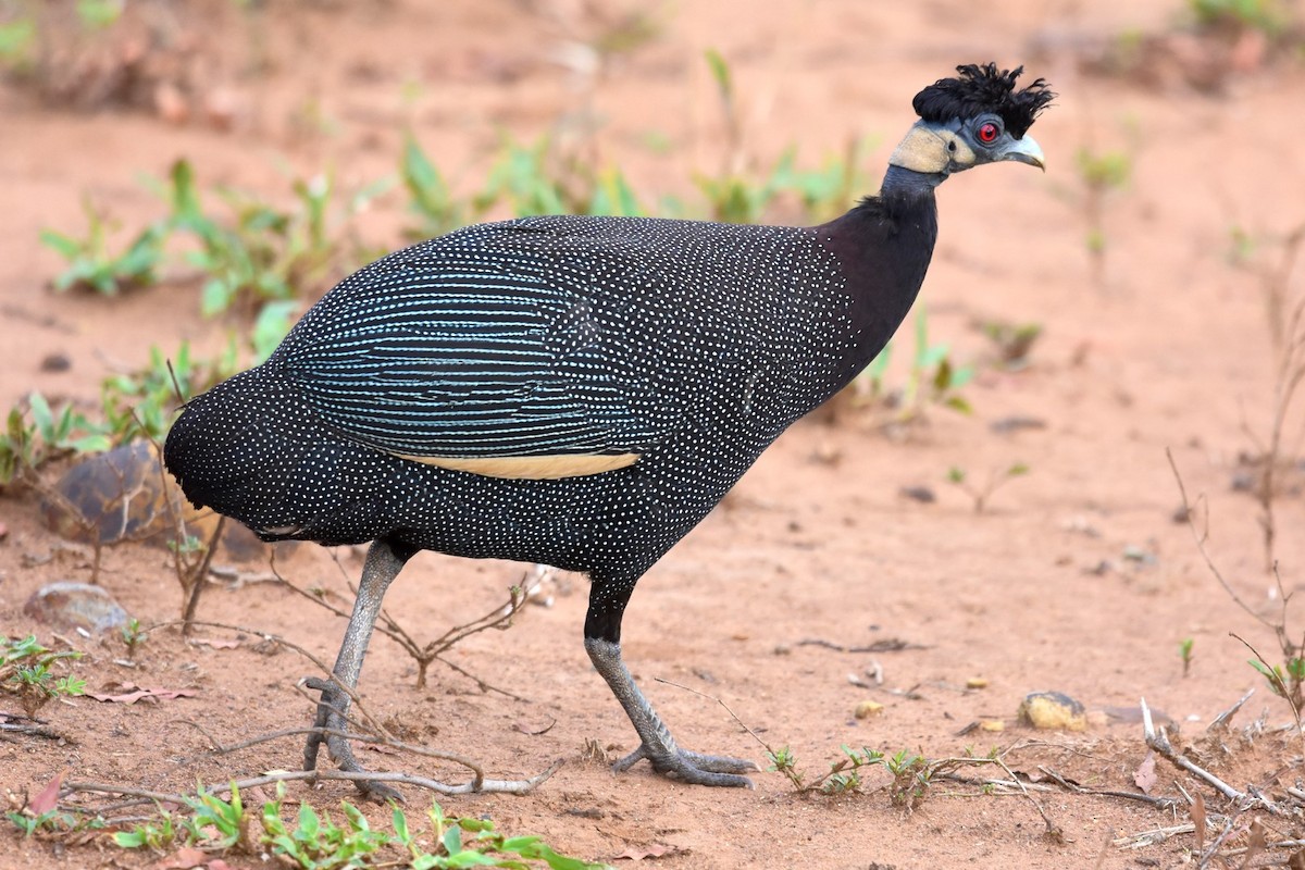 Southern Crested Guineafowl - Joel Trick