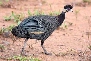  - Crested Guineafowl