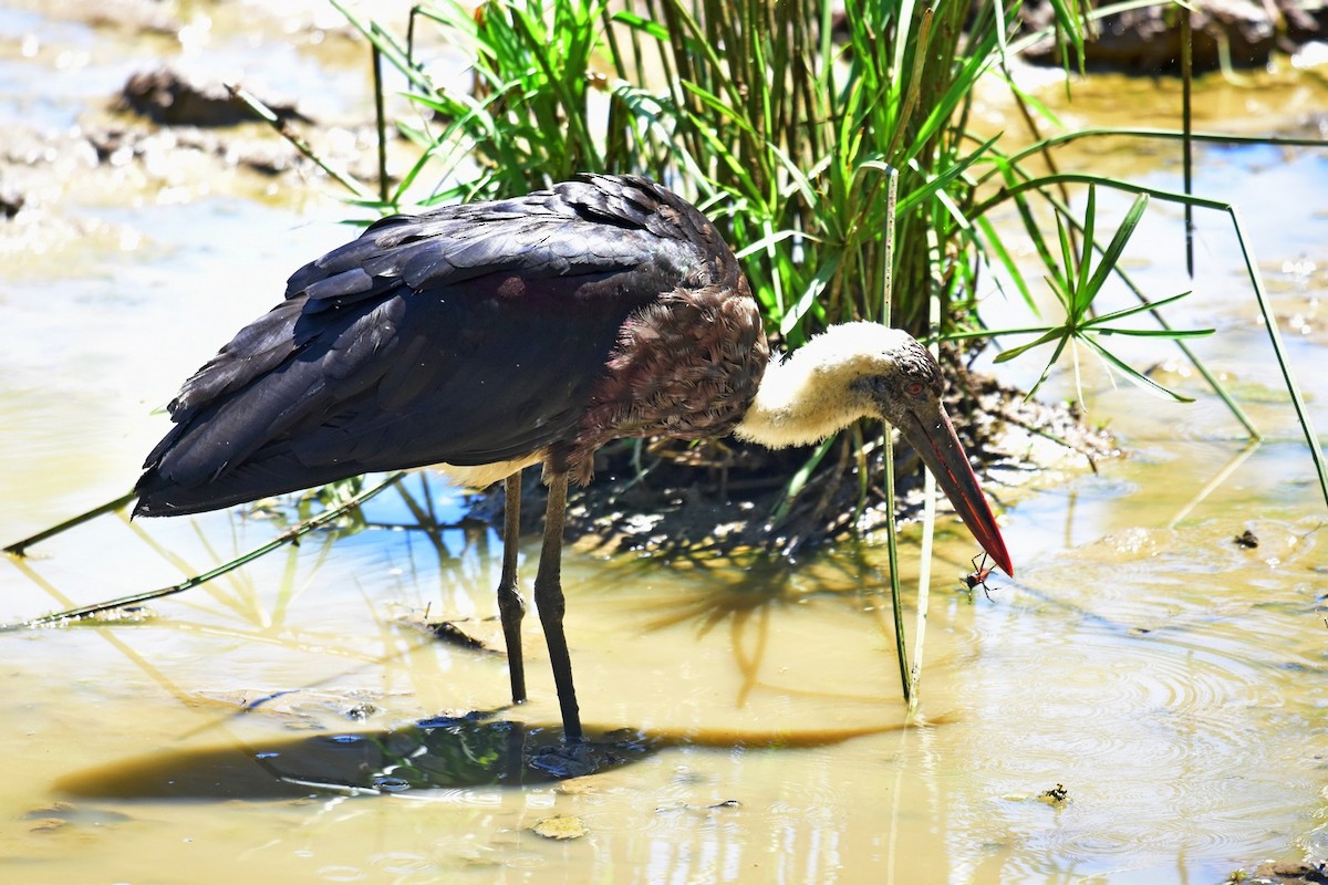 African Woolly-necked Stork - ML76677431