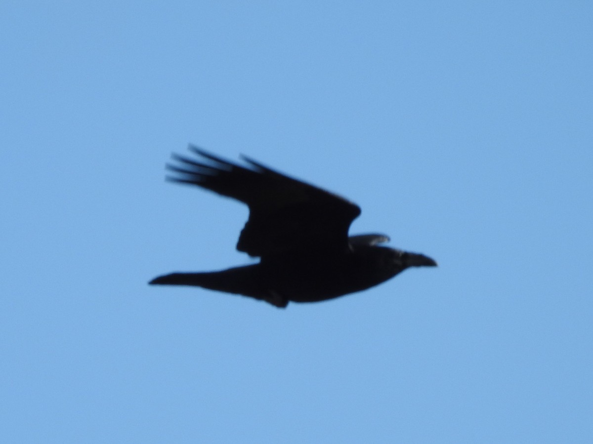Common Raven - Shane Sater