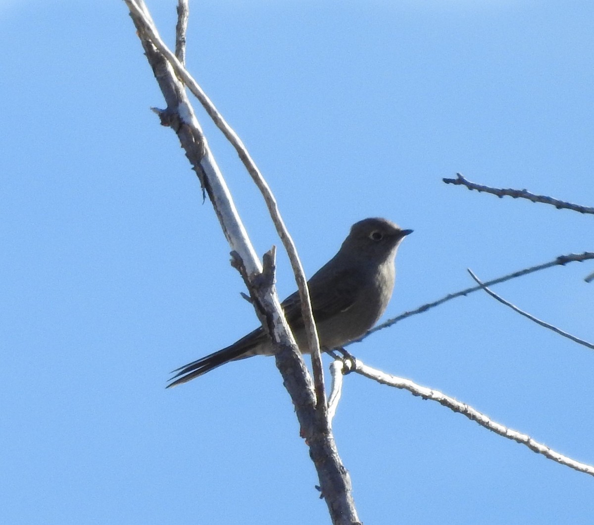Townsend's Solitaire - ML76678641