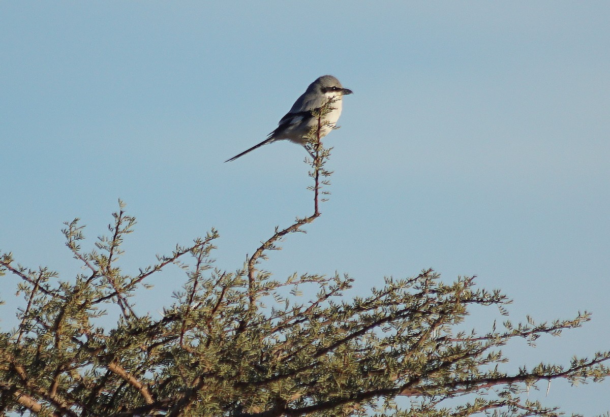 Great Gray Shrike (Sahara) - Rui Caratão