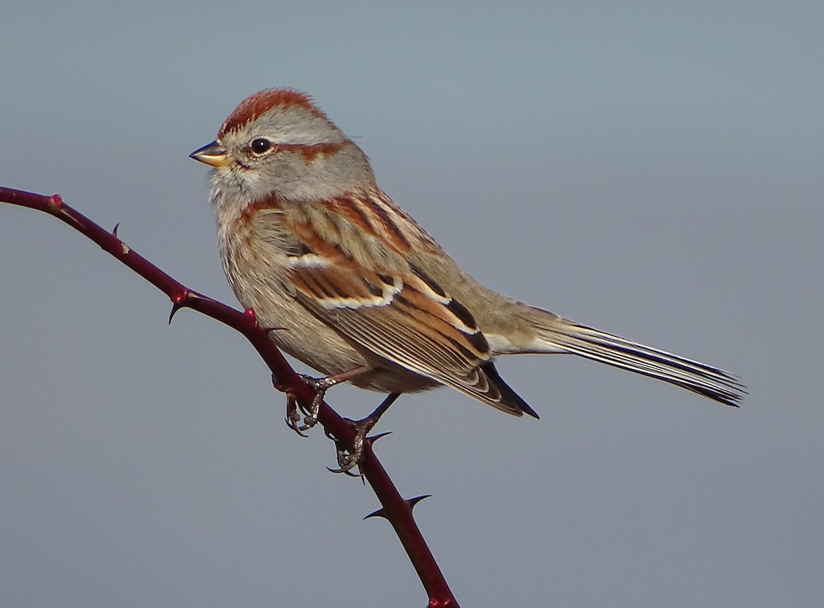 American Tree Sparrow - ML76685211