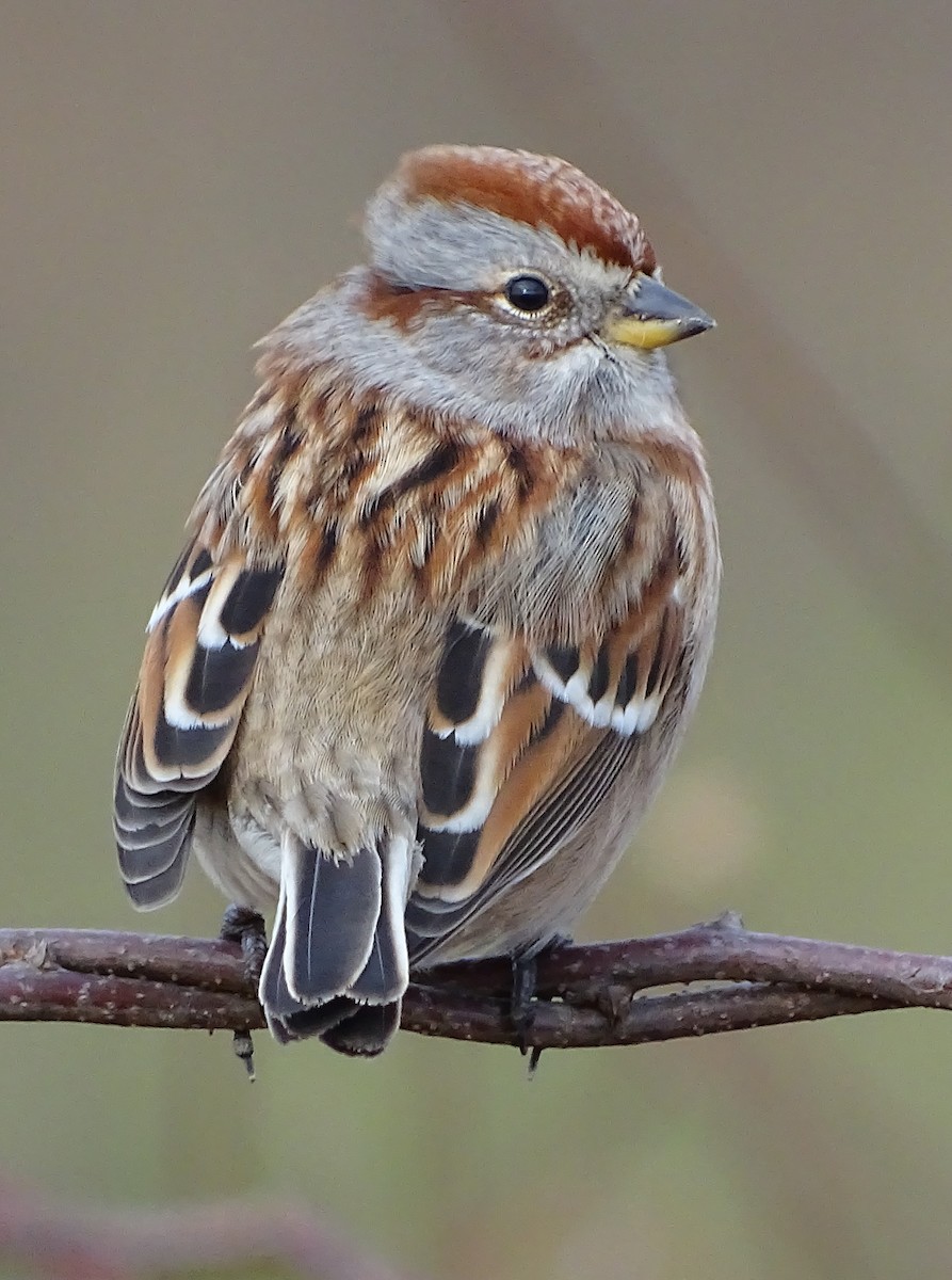 American Tree Sparrow - ML76685311