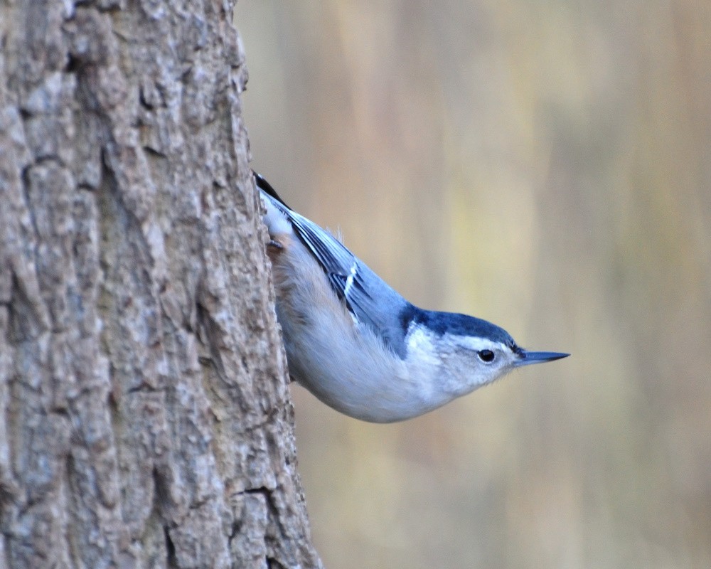 White-breasted Nuthatch - JW  Mills